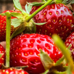 Vitalstoffreiche Erdbeeren für eine gesunde Haut